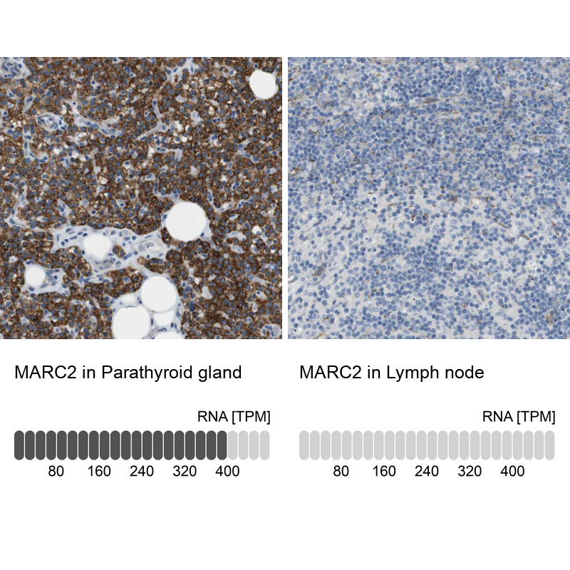 Anti-MARC2 Antibody