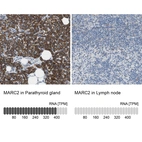 Anti-MARC2 Antibody