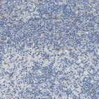 Immunohistochemical staining of human Lymph node shows very weak granular cytoplasmic positivity in non-germinal center cells.