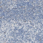 Immunohistochemical staining of human Lymph node shows very weak granular cytoplasmic positivity in non-germinal center cells.