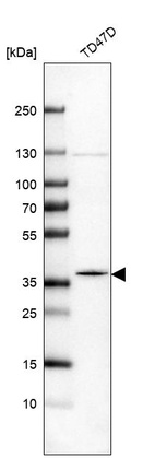 Western blot analysis in human cell line TD47D.