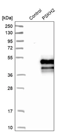 Western blot analysis in control (vector only transfected HEK293T lysate) and PSKH2 over-expression lysate (Co-expressed with a C-terminal myc-DDK tag (~3.1 kDa) in mammalian HEK293T cells, LY409731).