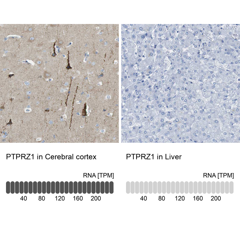 Anti-PTPRZ1 Antibody