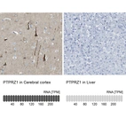 Anti-PTPRZ1 Antibody