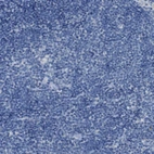 Immunohistochemical staining of human lymph node shows no positivity in germinal center cells as expected.