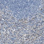 Anti-FCGRT Antibody