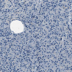 Immunohistochemical staining of human pancreas shows no positivity in exocrine glandular cells as expected.