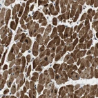 Anti-SLC41A1 Antibody