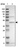 Anti-SLC41A1 Antibody