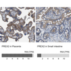 Anti-PREX2 Antibody