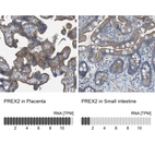 Anti-PREX2 Antibody