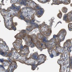 Immunohistochemical staining of human placenta shows strong membranous positivity in trophoblastic cells.