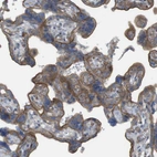 Immunohistochemical staining of human placenta shows strong membranous positivity in trophoblastic cells.