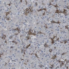Immunohistochemical staining of human pancreas shows strong membranous positivity in a subset of exocrine glandular cells.