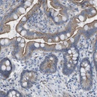 Immunohistochemical staining of human small intestine shows moderate to strong membranous positivity in glandular cells.