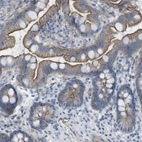 Immunohistochemical staining of human small intestine shows moderate to strong membranous positivity in glandular cells.