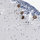 Anti-ERGIC3 Antibody