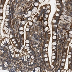 Immunohistochemical staining of human small intestine shows strong cytoplasmic positivity in glandular cells.