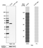 Western blot analysis in human cell lines A-431 and U-251MG using Anti-TES antibody. Corresponding TES RNA-seq data are presented for the same cell lines. Loading control: Anti-HSP90B1.