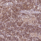 Anti-STK4 Antibody