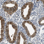 Immunohistochemical staining of human endometrium shows moderate to strong cytoplasmic positivity in glandular cells.