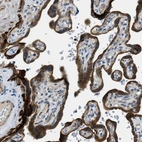 Immunohistochemical staining of human placenta shows strong cytoplasmic positivity in trophoblastic cells.