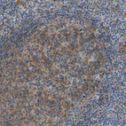 Immunohistochemical staining of human lymph node shows moderate cytoplasmic positivity in germinal center cells.