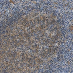 Immunohistochemical staining of human lymph node shows moderate cytoplasmic positivity in germinal center cells.