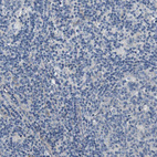 Anti-SLC30A1 Antibody