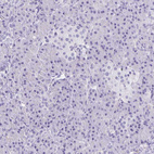 Immunohistochemical staining of human pancreas shows no positivity in exocrine glandular cells as expected.