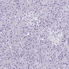 Immunohistochemical staining of human pancreas shows no positivity in exocrine glandular cells as expected.