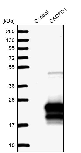 Anti-CACFD1 Antibody