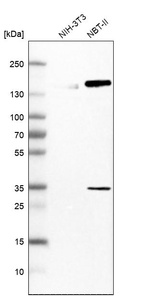 Western blot analysis in mouse cell line NIH-3T3 and rat cell line NBT-II.