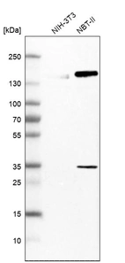 Western blot analysis in mouse cell line NIH-3T3 and rat cell line NBT-II.