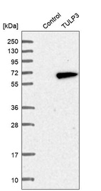 Western blot analysis in control (vector only transfected HEK293T lysate) and TULP3 over-expression lysate (Co-expressed with a C-terminal myc-DDK tag (~3.1 kDa) in mammalian HEK293T cells, LY418767).