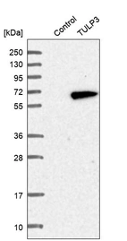 Western blot analysis in control (vector only transfected HEK293T lysate) and TULP3 over-expression lysate (Co-expressed with a C-terminal myc-DDK tag (~3.1 kDa) in mammalian HEK293T cells, LY418767).