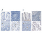 Anti-SALL4 Antibody