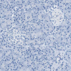 Immunohistochemical staining of human pancreas shows no positivity in exocrine glandular cells.