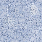Immunohistochemical staining of human pancreas shows no positivity in exocrine glandular cells.