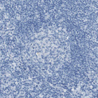 Immunohistochemical staining of human lymph node shows no positivity in germinal center cells.