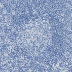 Immunohistochemical staining of human lymph node shows no positivity in germinal center cells.