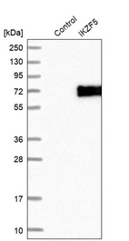 Anti-IKZF5 Antibody