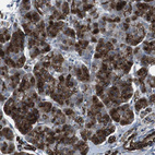 Anti-FAM174B Antibody