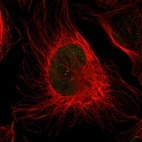 Immunofluorescent staining of human cell line U-2 OS shows positivity in nucleus.
