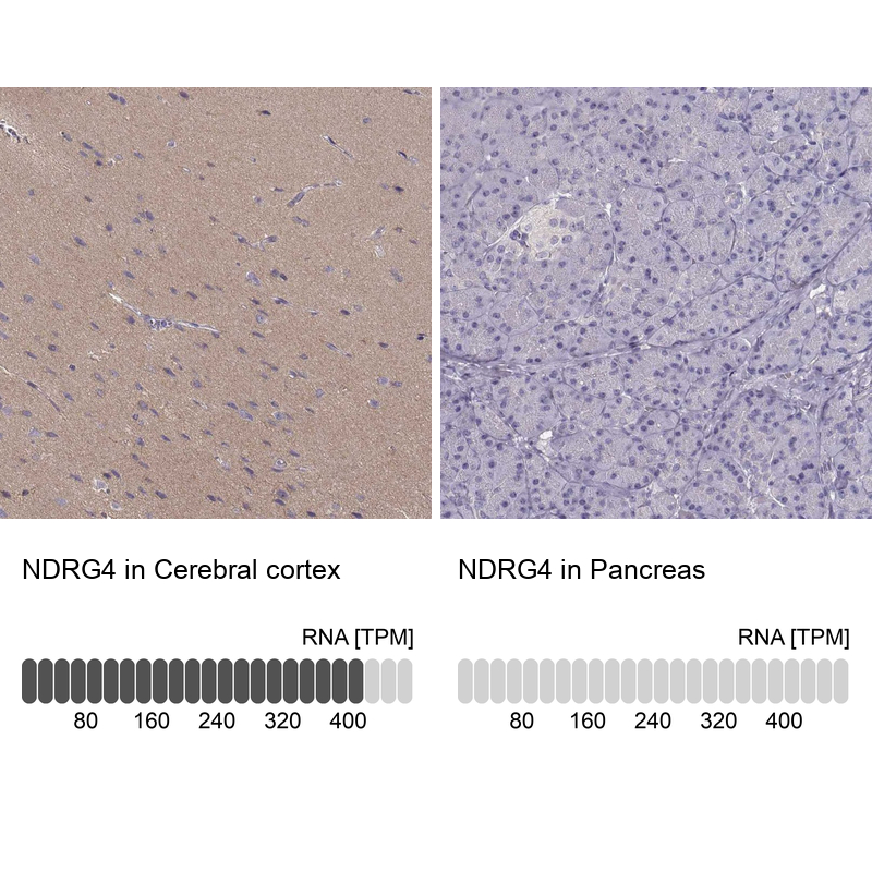 Anti-NDRG4 Antibody