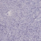 Immunohistochemical staining of human pancreas shows low expression as expected.