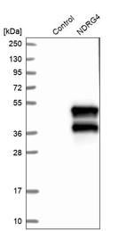 Western blot analysis in control (vector only transfected HEK293T lysate) and NDRG4 over-expression lysate (Co-expressed with a C-terminal myc-DDK tag (~3.1 kDa) in mammalian HEK293T cells, LY402788).