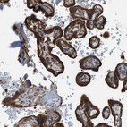 Anti-DYRK1A Antibody