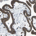 Immunohistochemical staining of human placenta shows moderate to strong cytoplasmic positivity in trophoblastic cells.