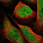 Immunofluorescent staining of human cell line U-2 OS shows localization to nucleoplasm & cytosol.